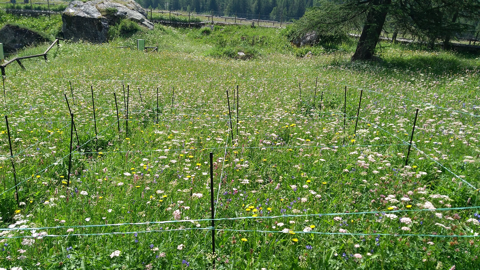 Full flowering